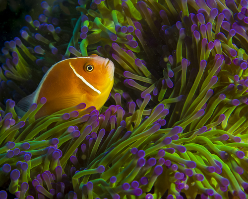 Amphiprion perideraion observed 2014-04-20