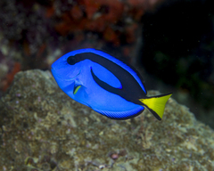 Paracanthurus hepatus