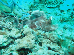 Rhinopias eschmeyeri