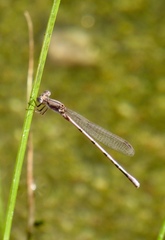 Argia pallens