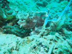 Rhinopias eschmeyeri
