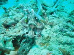 Rhinopias eschmeyeri