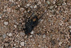 Pauropsalta castanea