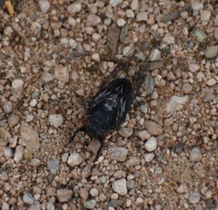 Pauropsalta castanea