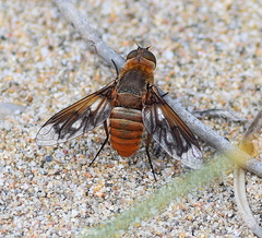 Ligyra ferrea