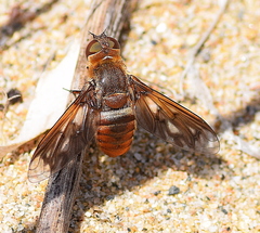 Ligyra ferrea