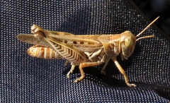 Melanoplus devastator