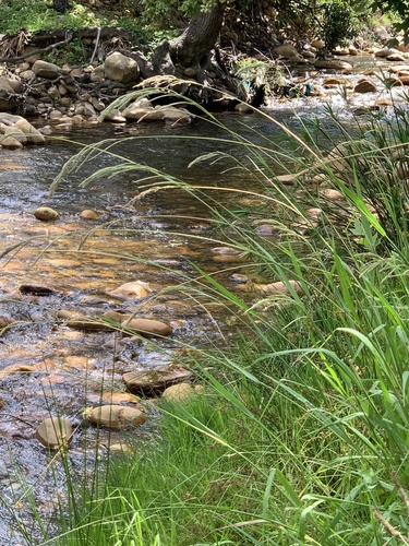Paspalum urvillei