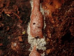 Dictydiaethalium plumbeum