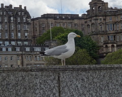 Larus argentatus