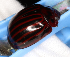 Paropsisterna octolineata