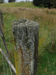 Austroparmelina labrosa