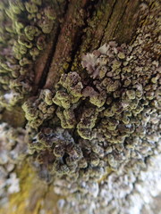 Austroparmelina labrosa