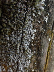 Austroparmelina labrosa