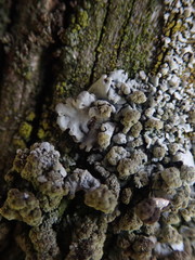 Austroparmelina labrosa