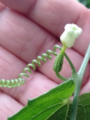 Solena amplexicaulis