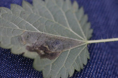 Agromyza anthracina