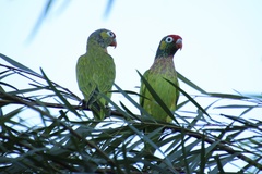 Psitteuteles versicolor