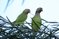 Psitteuteles versicolor