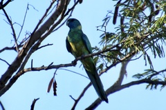 Barnardius zonarius macgillivrayi