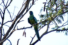 Barnardius zonarius macgillivrayi