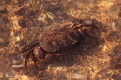 Austrothelphusa transversa