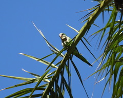 Myiopsitta monachus