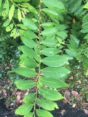 Bridelia tomentosa