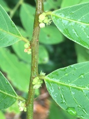 Bridelia tomentosa