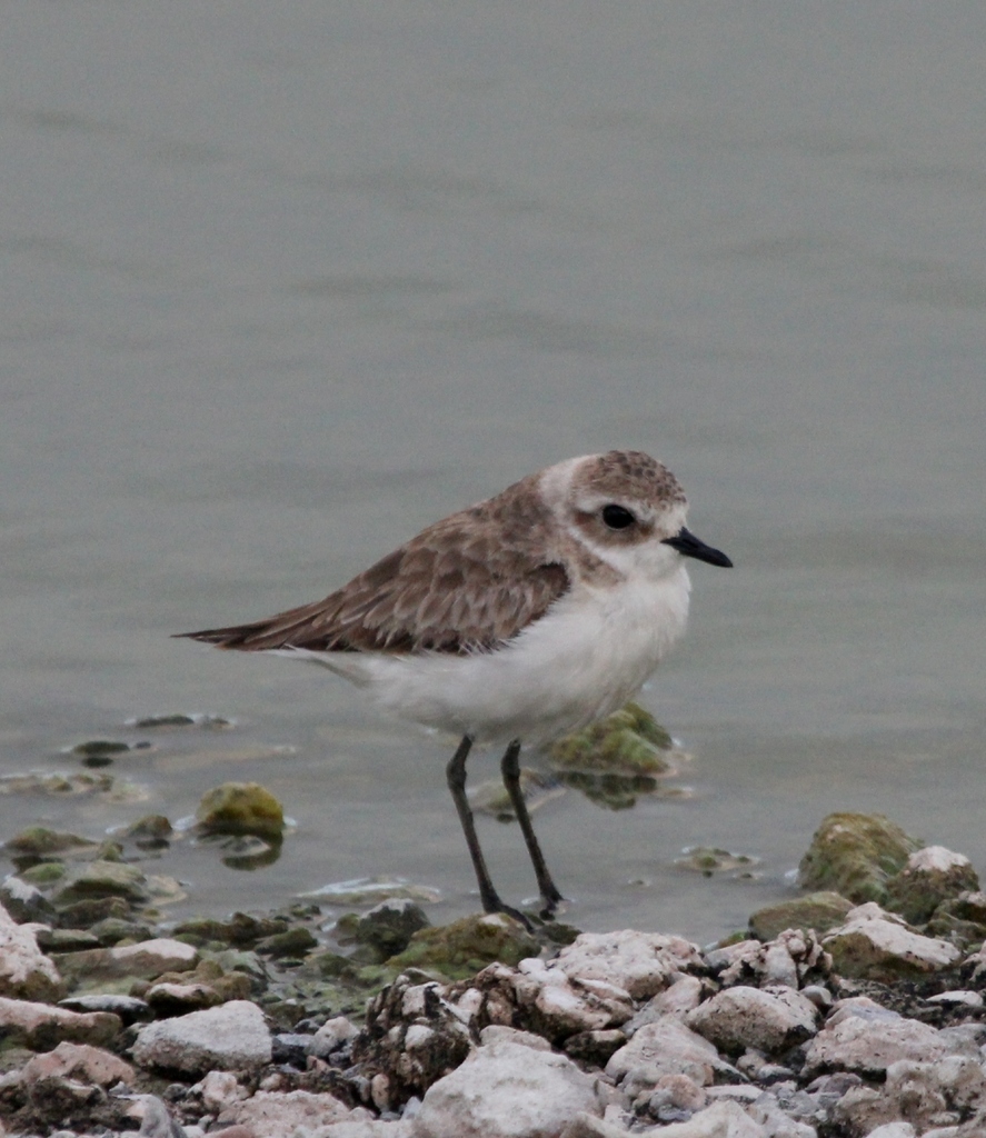 Tibetan Sand Plover From Muizenberg Cape Town 7945 South Africa On 