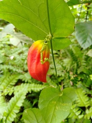 Solena amplexicaulis