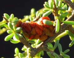 Viscum rotundifolium