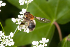 Leucozona lucorum