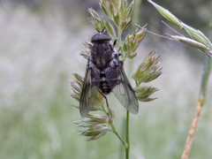 Scaptia adrel