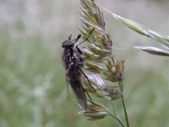 Scaptia adrel