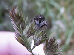 Scaptia adrel