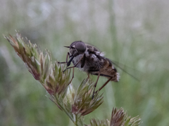 Scaptia adrel