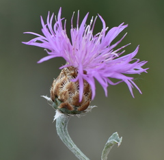 Psephellus turgaicus