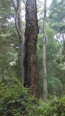 Eucalyptus oreades