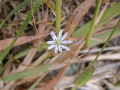Stellaria gracilenta