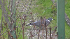 Columba palumbus
