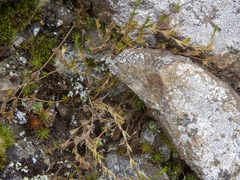 Stellaria gracilenta