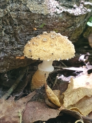 Leucopholiota