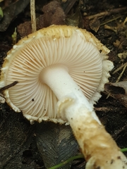 Leucopholiota