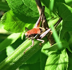 Pholidoptera macedonica