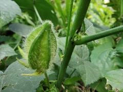 Abelmoschus manihot