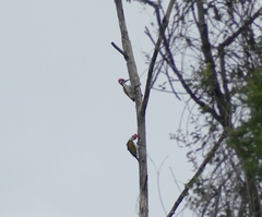 Chrysocolaptes festivus