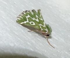 Drepanogynis bifasciata