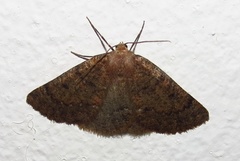 Drepanogynis miltophyris