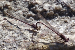 Argia pallens